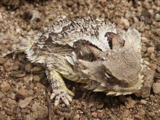 Click on picture to enlarge image (product Id 0602hornytoad).