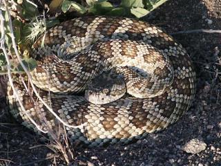 Click on picture to enlarge image (product Id 0607rattler).