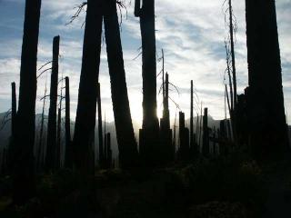 Click on picture to enlarge image (product Id 0628forestfire).