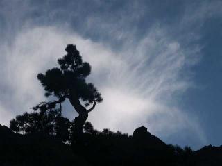 Click on picture to enlarge image (product Id 0715treeclouds).