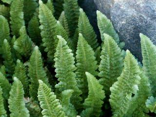 Click on picture to enlarge image (product Id 0805ferns).