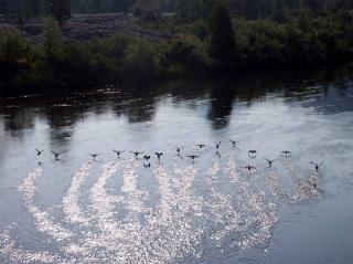 Click on picture to enlarge image (product Id 0810geese).