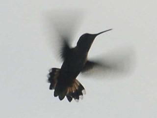 Click on picture to enlarge image (product Id 0814hummingbird).