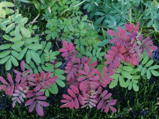 Click on picture to enlarge image (product Id 0910mountainash).