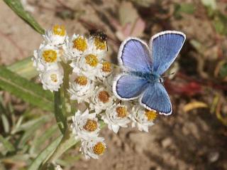 Click on picture to enlarge image (product Id 0915butterflyandbee).