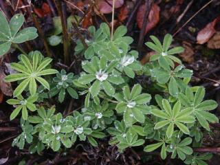 Click on picture to enlarge image (product Id 0916jeweledlupine).