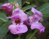 id: bt014 image: 014orchidTrio03.jpg