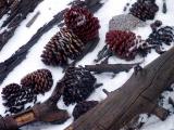 id: 0520snowcones image: 0520snowcones.jpg