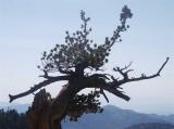 id: 0522limberpine image: 0522limberpine.jpg