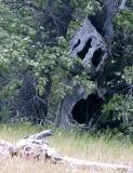 id: 0531hollowtree image: 0531hollowtree.jpg
