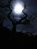 id: 0531moonrise image: 0531moonrise.jpg