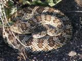 id: 0607rattler image: 0607rattler.jpg