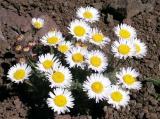 id: 0707daisies image: 0707daisies.jpg