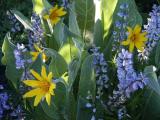 id: 0714mulears image: 0714mulears.jpg