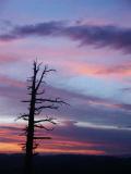 id: 0718sunsettree image: 0718sunsettree.jpg