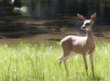id: 0725deer image: 0725deer.jpg