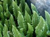 id: 0805ferns image: 0805ferns.jpg