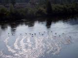 id: 0810geese image: 0810geese.jpg