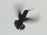 id: 0814hummingbird image: 0814hummingbird.jpg