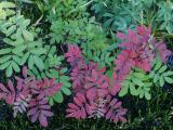 id: 0910mountainash image: 0910mountainash.jpg