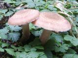 id: 0915mushrooms image: 0915mushrooms.jpg