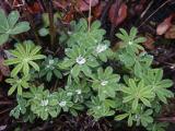 id: 0916jeweledlupine image: 0916jeweledlupine.jpg