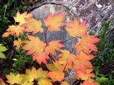 id: 0927leaves image: 0927leaves.jpg