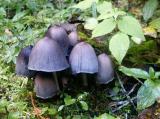 id: 0927mushrooms image: 0927mushrooms.jpg