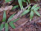 id: 0927pineneedles image: 0927pineneedles.jpg