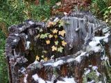 id: 1002stump image: 1002stump.jpg