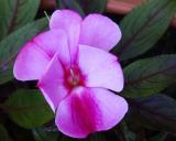 id: bt023 image: Begonia,-cultivated-alongside-the-trail.jpg