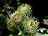 id: bt016 image: Burdock-cluster.jpg