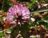 id: bt021 image: Clover.jpg