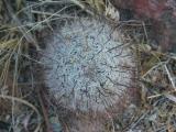 id: gc009 image: DSCN6556.jpg