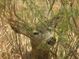 id: gc011 image: DSCN6696.jpg