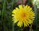 id: bt015 image: Dandelion.jpg