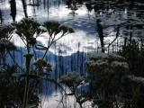 id: bt011 image: Pond-reflections,-base-of-Bruce-Peninsula.jpg
