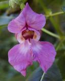 id: bt017 image: V017dOrchidTilt.jpg