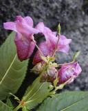 id: bt020 image: VPink-Orchids.jpg