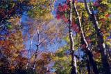 id: at011 image: at11-944-07fallcolor.jpg