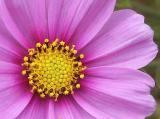 id: at012 image: at12-0121pinkflower.jpg