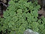 id: at013 image: at13-30625sedum.jpg