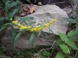 id: at015 image: at15-30921flowerrock.jpg