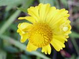 id: bt024 image: spiderflowercopy.jpg